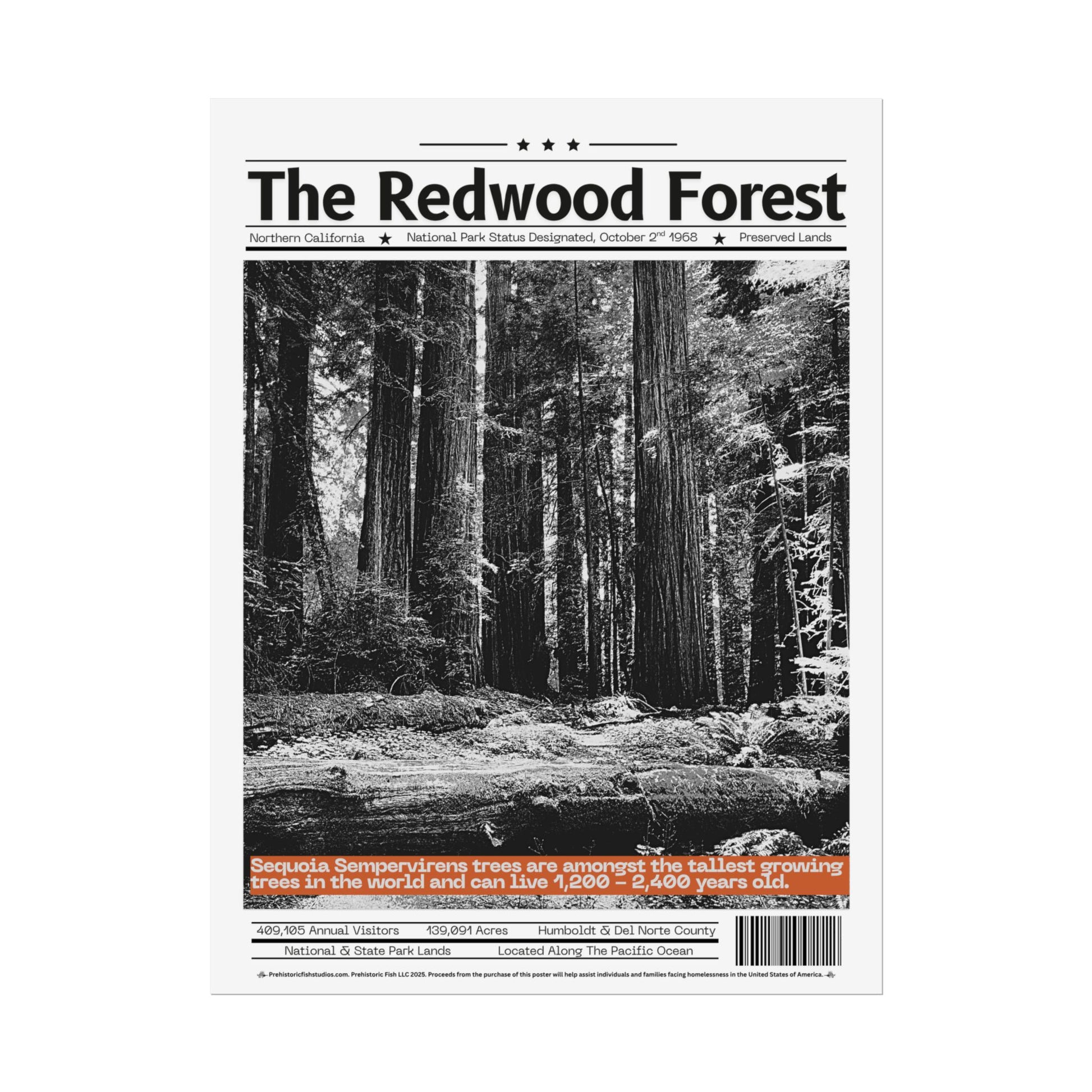 The Redwood Forest - 18x24 Modern Wall Art Rolled Poster