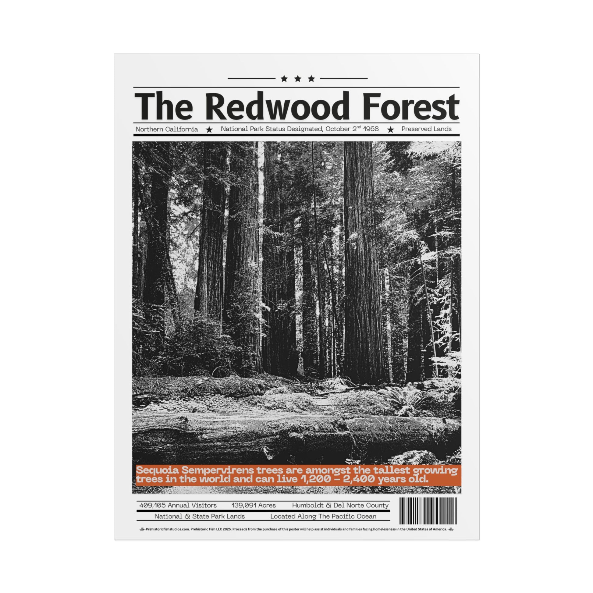 The Redwood Forest - 18x24 Modern Wall Art Rolled Poster